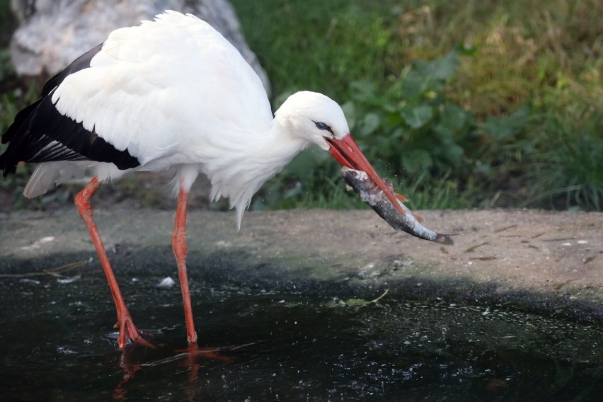 Jesień w Parku Wrocławskim, sporo zwierząt nie chowa się w budkach