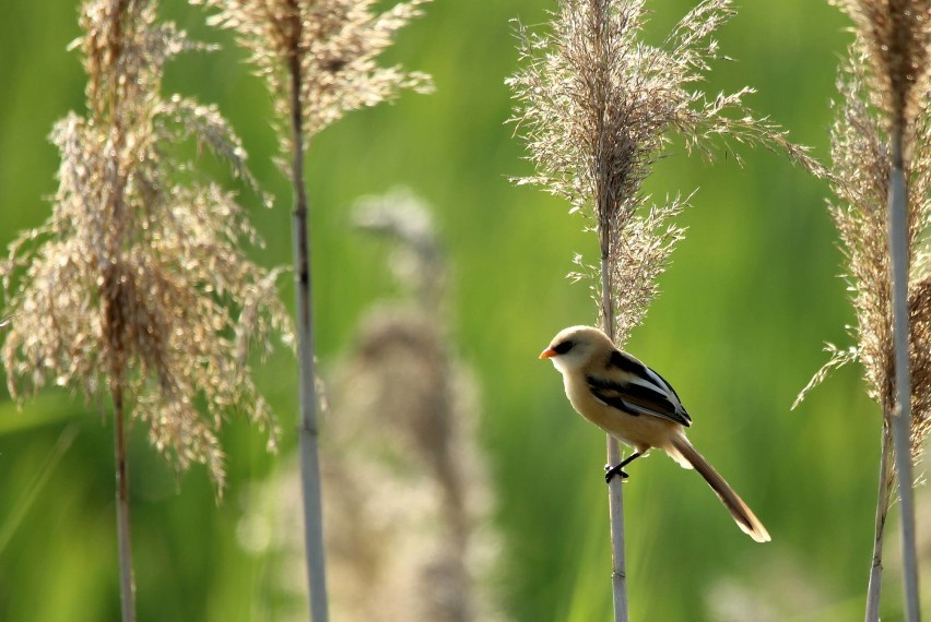 Dzień ptaków 2021. Zobaczcie niesamowite zdjęcia autorstwa Naturomaniaka 