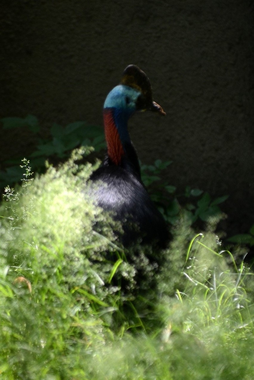 W łódzkim zoo wykluły się trzy kazuary hełmiaste