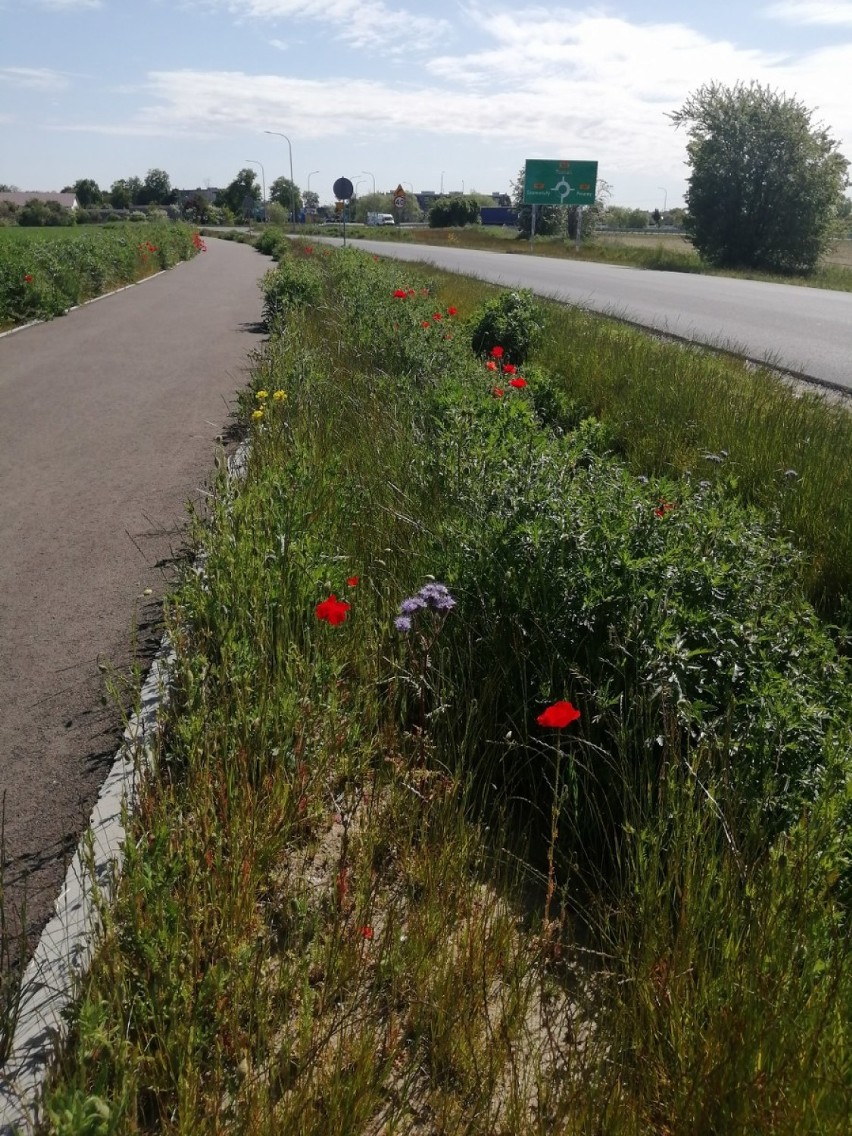 Szamotuły. Kosić trawniki czy jednak nie? Kwietne łąki zyskują coraz więcej zwolenników [ZDJĘCIA]