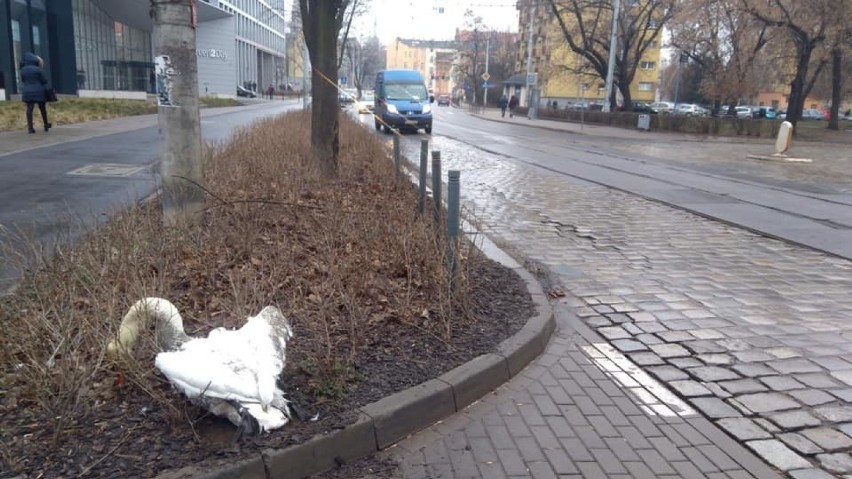 Wrocław. Kierowca przejechał... łabędzia i ciągnął go pod samochodem. Potem porzucił ptaka. Ekostraż szuka świadków