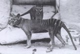 7 września 1936 r. padł ostatni osobnik wilka workowatego w australijskim zoo, a radio BBC nadało pierwszą audycję po polsku              
