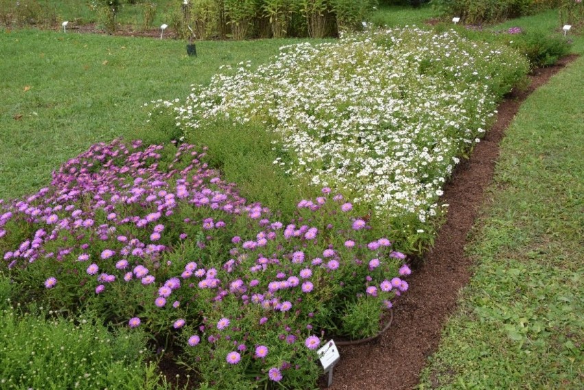 Jesienne kwiaty w Ogrodzie Botanicznym w Kielcach. Ciekawe i... trujące [ZDJECIA, WIDEO]