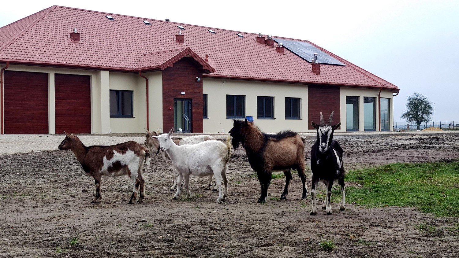 Leśny Ośrodek Rehabilitacji Zwierząt W Kole