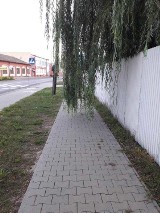 Drzewo przy ulicy Gostyńskiej ma być przycięte do 30 września 