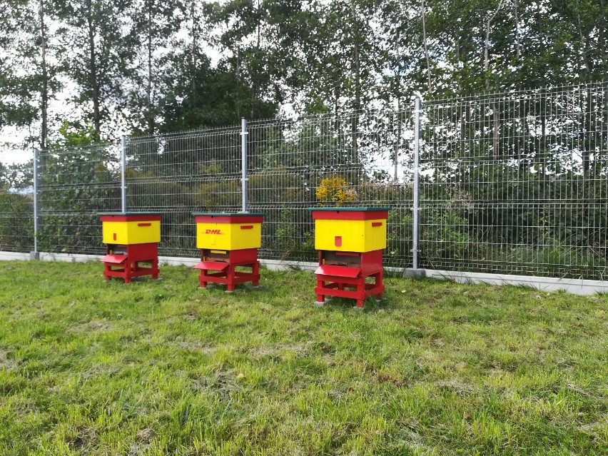 Nowa pasieka w Jeleniej Górze. DHL Parcel w ramach programu "PaczUle" dba o pszczoły. Miód trafi do pracowników i klientów