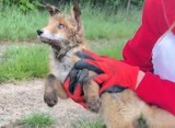 Młody lis włożył głowę do porzuconego słoika w lesie w powiecie nowosolskim. Wydawało się, że nie oddycha. Po wszystkim "podziękował"