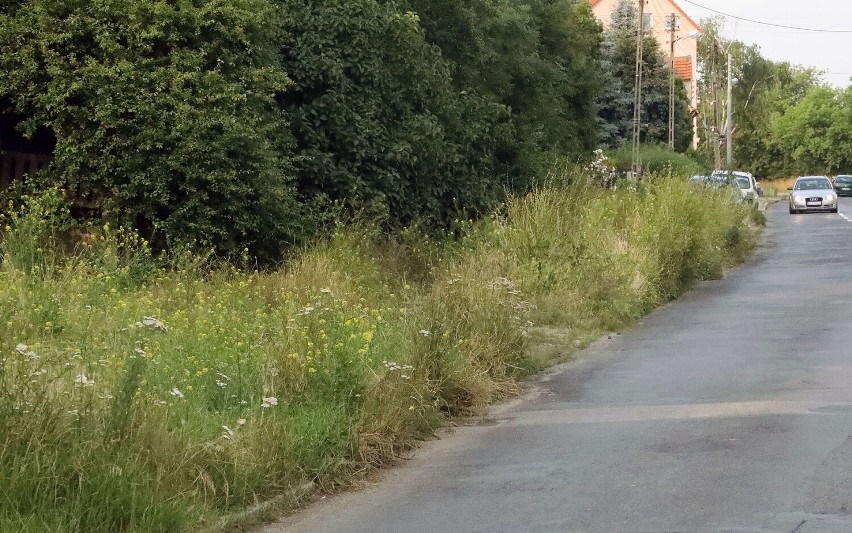 Mieszkańcy ulicy Pątnowskiej proszą o pomoc, chwasty i trawa ma 150 cm wysokości
