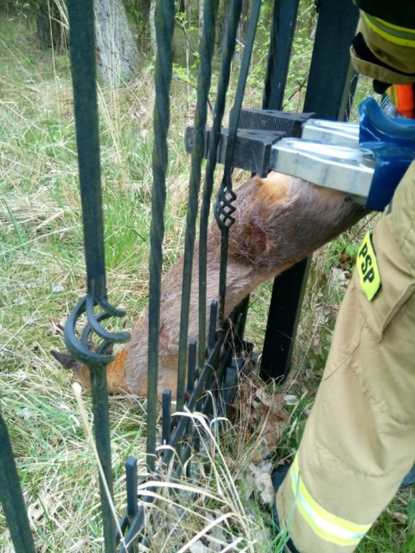 Strażacy z Darłowa ratowali sarnę. Zwierzę utknęło w przęśle ogrodzenia 