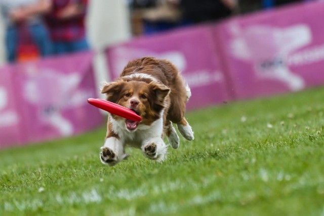 W Poznaniu odbywała się już m.in. Kejtrówka. Teraz zagoszczą też Finały Światowe United States Disc Dog Nationals.