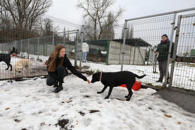 Załoga Goldzio #Odważni Nie Piją przekazała do schroniska "Fauna" w Rudzie Śląskiej dwa bagażniki wysokiej jakości karmy dla zwierząt. Zobacz kolejne zdjęcia. Przesuwaj zdjęcia w prawo - naciśnij strzałkę lub przycisk NASTĘPNE