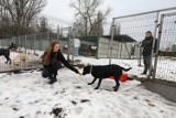 Niezwykła akcja młodych przedsiębiorców z Zabrza. Pomogli chorym zwierzętom w schronisku Fauna w Rudzie Śląskiej