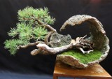 Wystawa wyjątkowych drzewek bonsai w Radomiu. Zobacz zdjęcia najciekawszych roślin