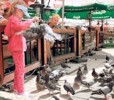 Jastrzębie nie pomogły, gołębie znów wracają na rybnicki rynek 