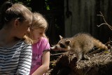 Dolina Łużycka w Naszym Zoo w Goerlitz