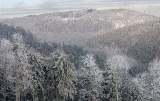 Dolnośląskie lasy zimą. Sudety Środkowe, okolice schroniska "Andrzejówka"