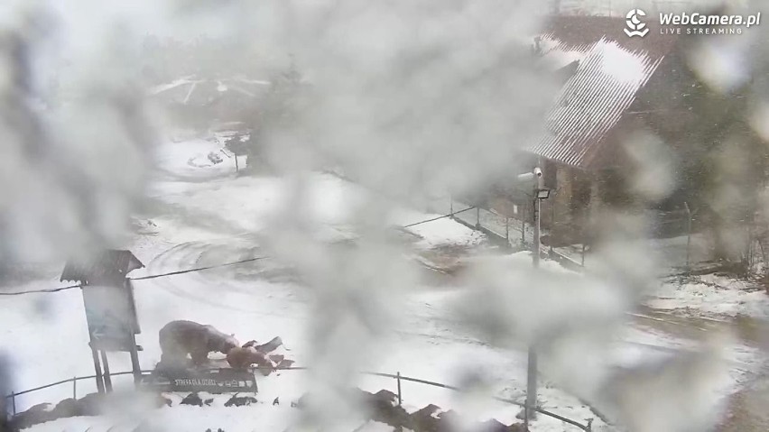 Na Jaworzynie Krynickiej spadł śnieg. To pierwszy „biały puch” tej wiosny