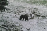 Niedźwiedź był widziany w Paśmie Jaworzyny Krynickiej. Leśnicy sfotografowali go w okolicach Pustej Wielkiej