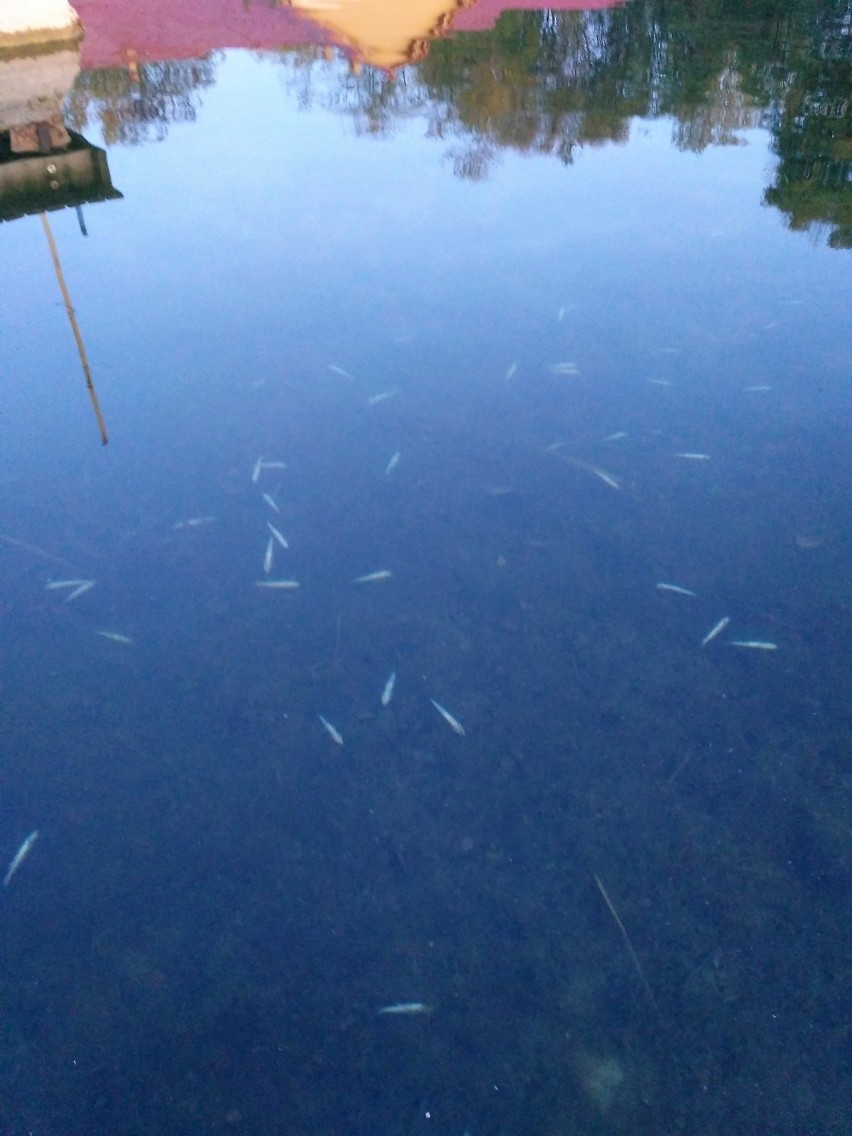 Śnięte ryby w kąpielisku Bolko w Opolu