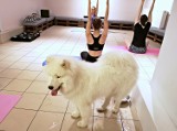 W Żorach odbędzie się trening jogi z psami. Na czym polega wydarzenie?