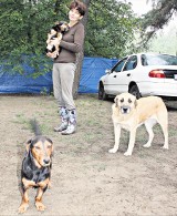 Bukowno, powiat olkuski: prawo nie określa ile można mieć psów