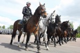 Atestacja koni policyjnych w Łodzi [ZDJĘCIA+FILM]