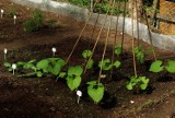 Takie są sposoby na domowy warzywnik. Sprawdź, jak stworzyć ogródek pełen dobroci. Sąsiedzi pozazdroszczą ci upraw!