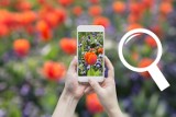 Wyszukiwanie telefonem jest banalne! Oto 5 aplikacji, dzięki którym zidentyfikujesz zwierzęta, rośliny i inne obiekty za pomocą zdjęcia