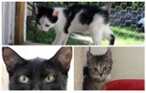 Koty do adopcji w schronisku Azorek w Obornikach. Zwierzaki potrzebują domu