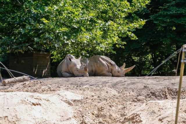 Śląski Ogród Zoologiczny w Chorzowie uspokaja i przekonuje, że w trakcie Fest Festivalu zwierzętom nie dzieje się krzywda.