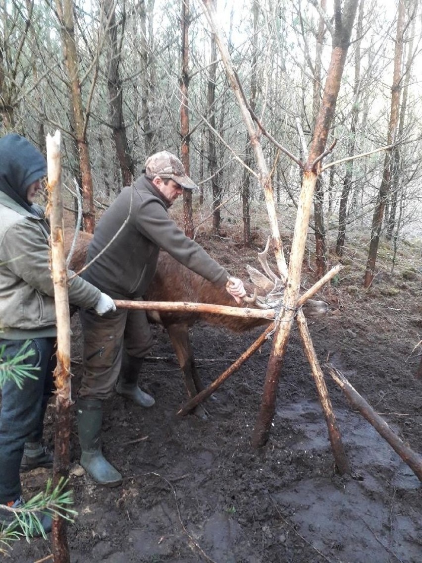 Reanimowali jelenia, który miał atak serca. Zwierzę po godzinie odzyskało przytomność.