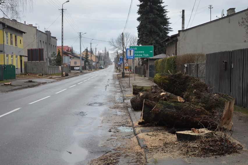 Przebudowa drogi 713 przez Tomaszów Maz. Trwa wycinka drzew wzdłuż ulic, wkrótce prace na kolejnych odcinkach [ZDJĘCIA]