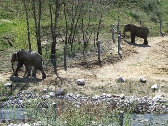 słonie, nowe zoo