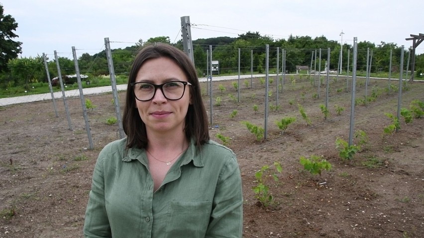 Będzie wino z Ogrodu Botanicznego w Kielcach? Właśnie założono w nim winnicę (ZDJĘCIA, WIDEO)