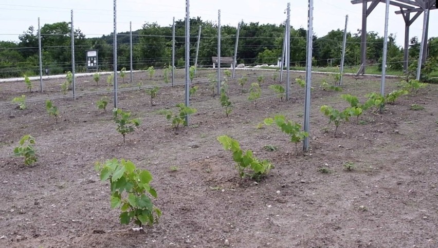 Będzie wino z Ogrodu Botanicznego w Kielcach? Właśnie założono w nim winnicę (ZDJĘCIA, WIDEO)