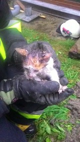 Strażacy z OSP Tarnowiec na pomoc małemu kotu