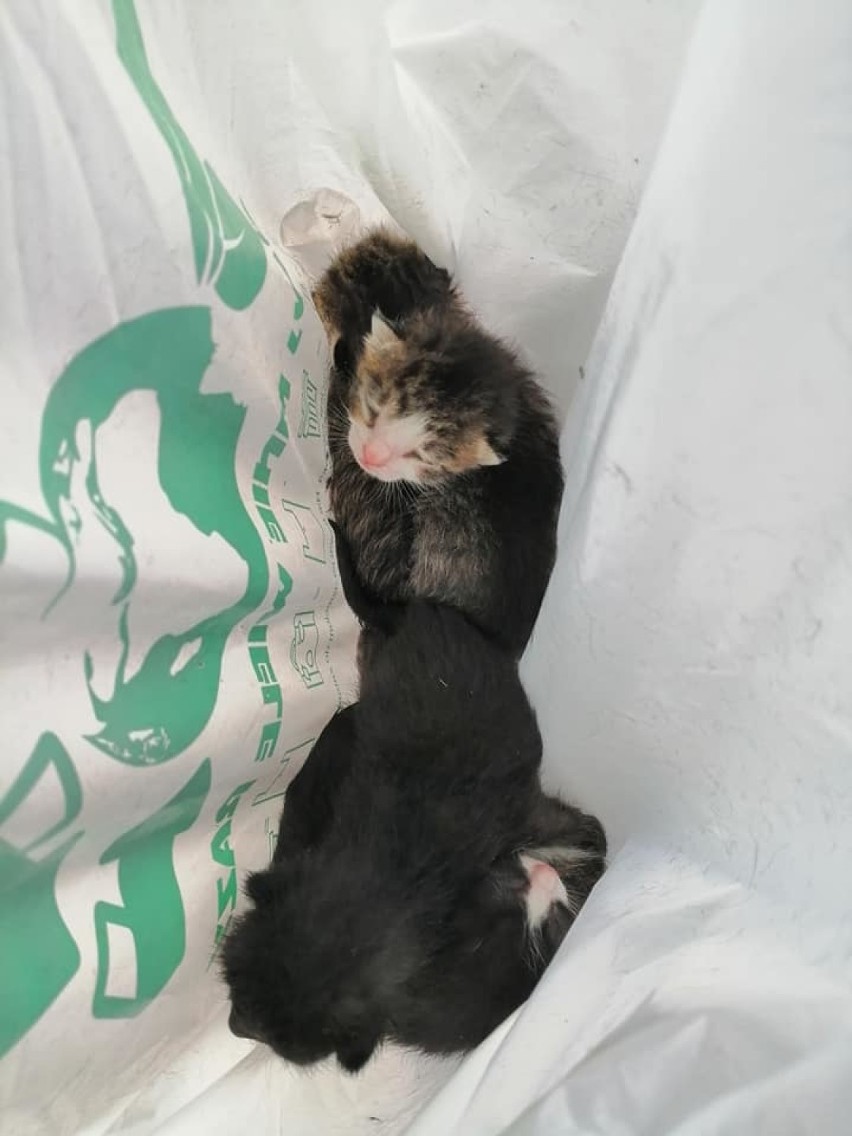 Mieszkaniec Michałkowa znalazł pod domem małe kotki w reklamówce