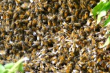 W Krośnie działa Pogotowie Rojowe. Uruchomili je pszczelarze. Będą zbierać bezpańskie roje pszczół z ogrodów i parków