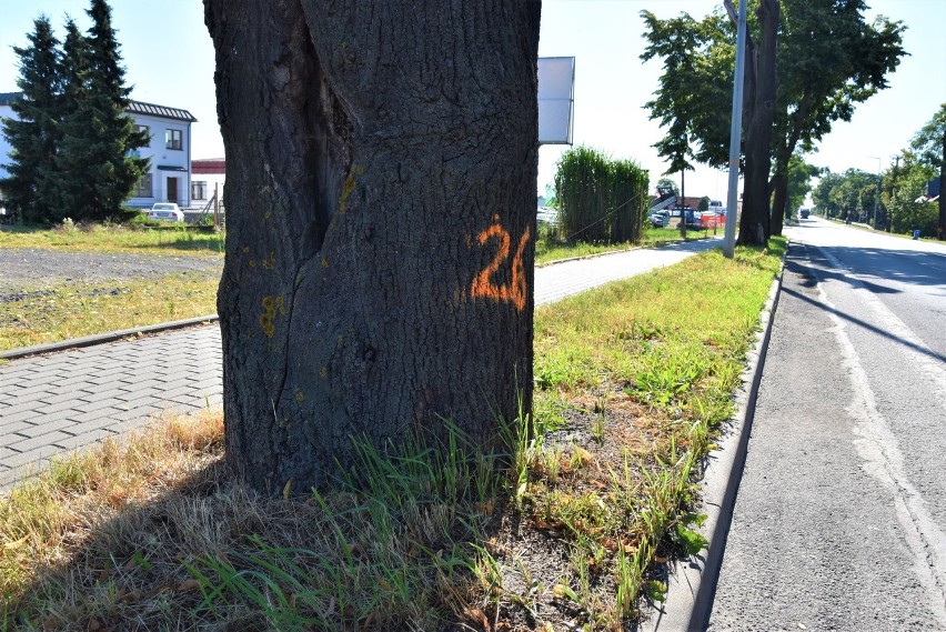 Oznakowane drzewa wzdłuż DW 435, ulice Kowalczyków i...