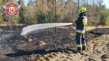Gmina Przedbórz. Pożar w Kaleniu. Podpalacz lasu sam przypadkiem się podpalił?