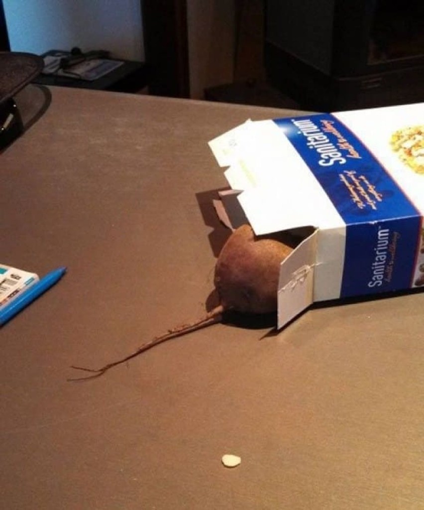 Włóż do pudełka warzywo przypominające szczura