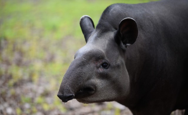 30 kwietnia w łódzkim ZOO obchodziliśmy Dzień Tapira