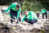 Im więcej Warta strzeli bramek na piłkarskich boiskach, tym więcej drzew pojawi się pod Poznaniem!