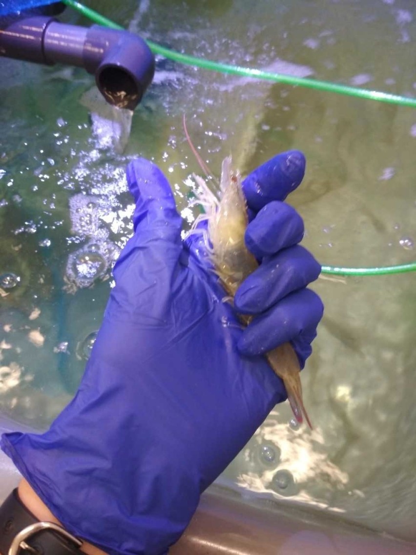 Naukowcy z UG hodują białe krewetki. Innowacyjny projekt w Gdyni