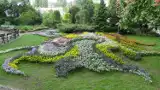 Niesamowite kolorowe kwiaty i egzotyczne rośliny w Ogrodzie Botanicznym we Wrocławiu