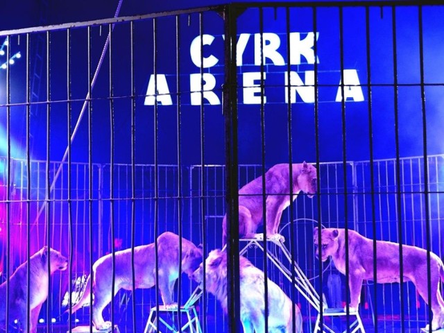 Cyrk Arena już w najbliższy weekend wystąpi na obrzeżach Poznania