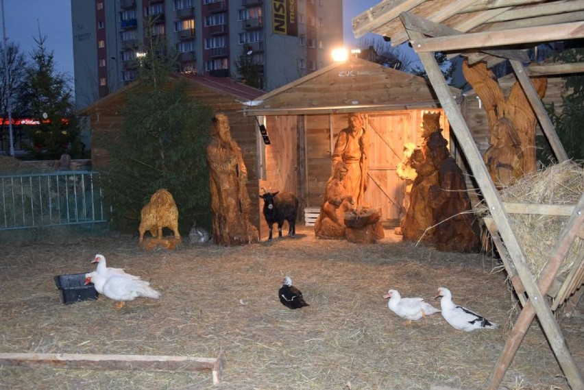 Szopka Bożonarodzeniowa w Pile. A w niej żywe zwierzęta! [ZOBACZ ZDJĘCIA]