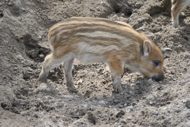 Żołędzie to jesienny przysmak wielu zwierząt mieszkających w zoo. Przepadają za nimi m.in. dziki.