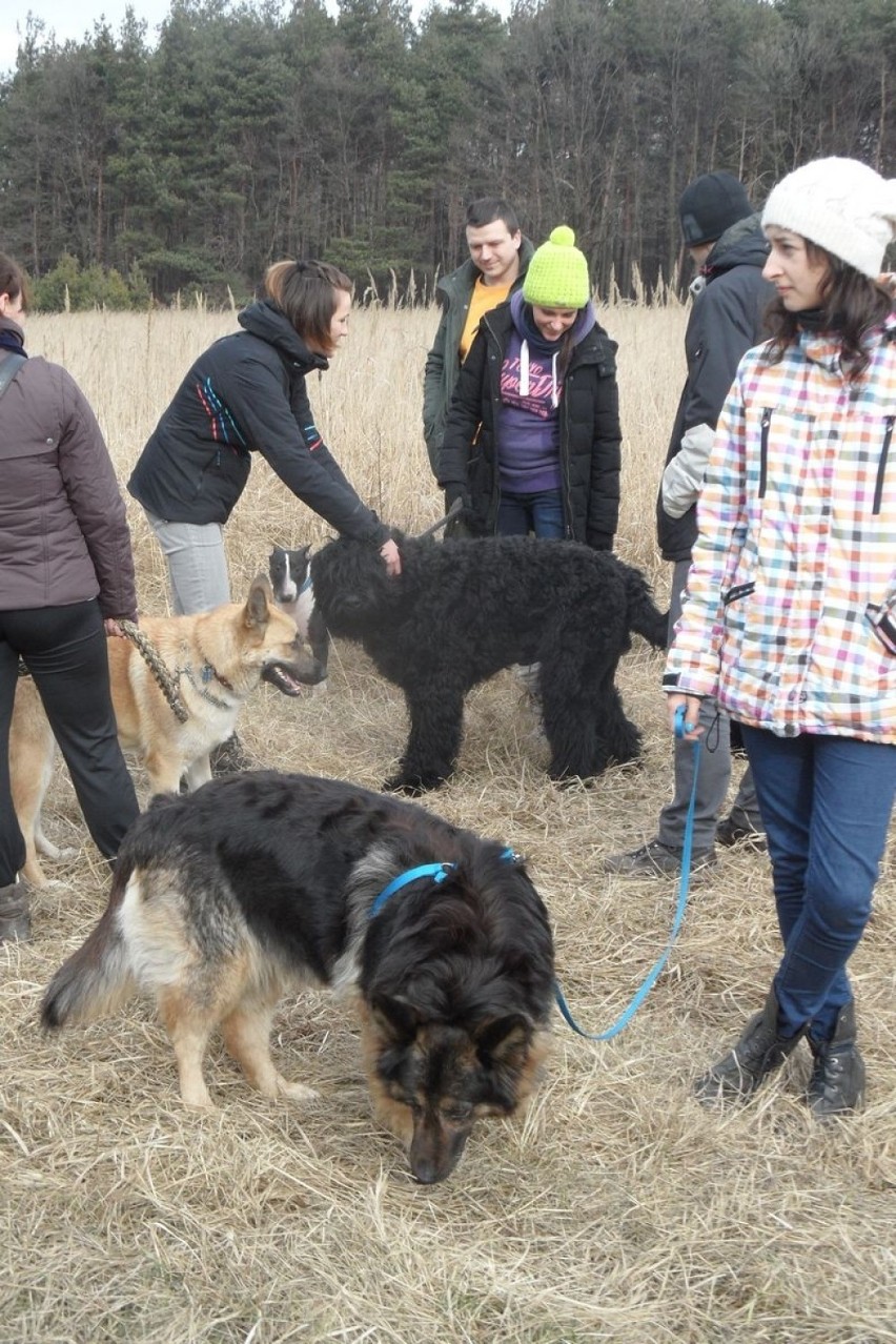 Psie spacery w Jaworznie coraz bardziej popularne. Było 50 psów