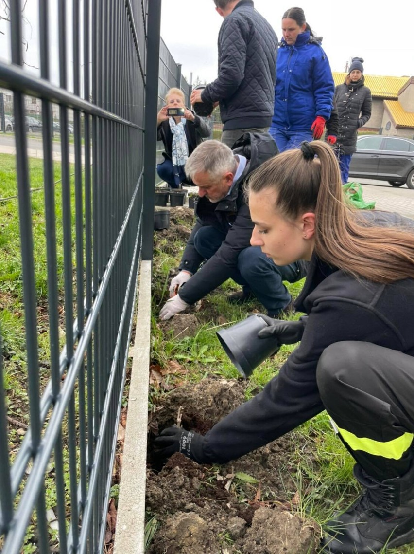 Pierwsze drzewa zostały posadzone w tym tygodniu, m.in. przy...